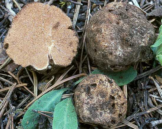 Gautieria monticola